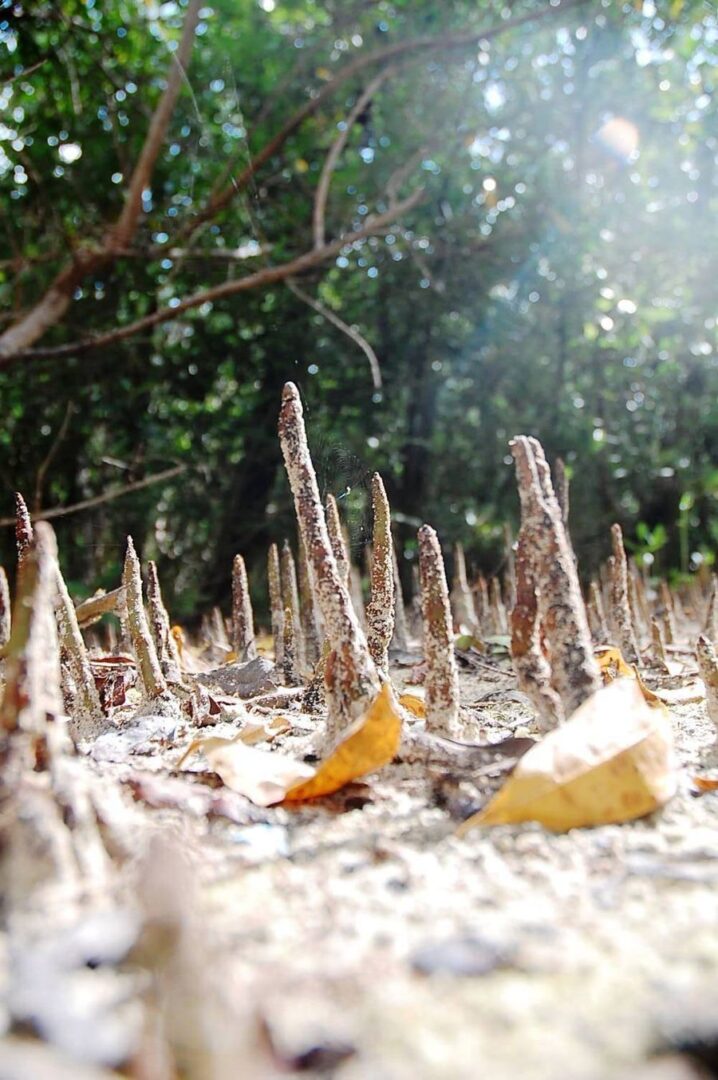 Uncover_the_Natural_Paradise_of_Isla_Contoy_Events_on_Board_